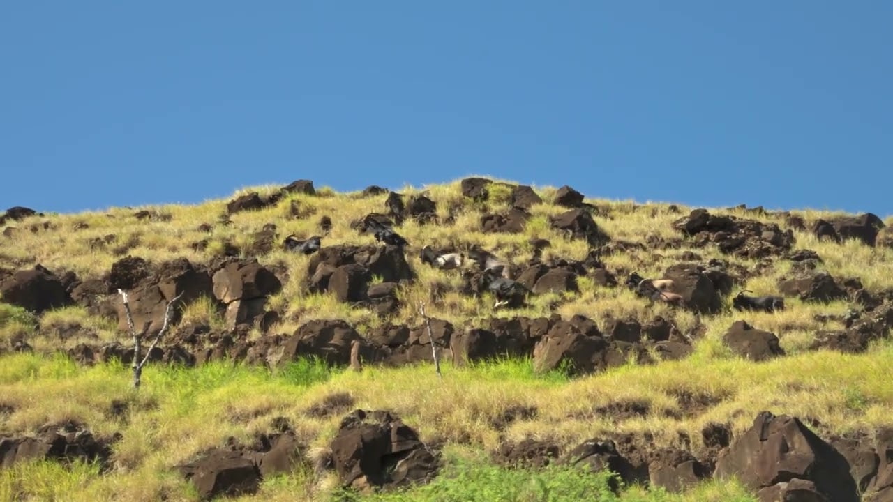 Maui Landscape